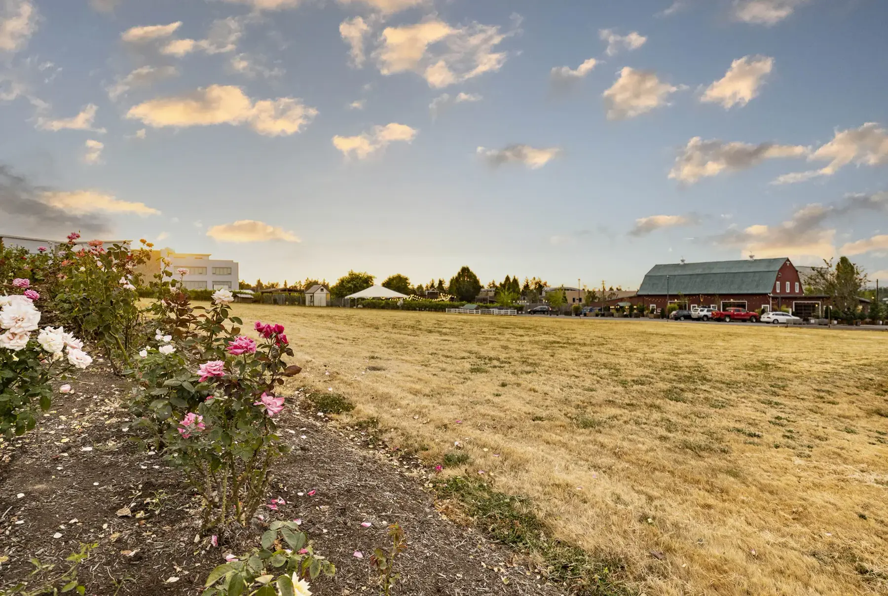 The field at Rossi Farms at golden hour, with roses in the foreground and the red barn in the distance